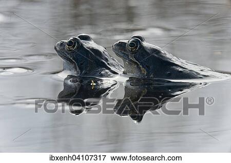 Moor frog (Rana arvalis), Emsland, Lower Saxony, Germany, Europe View Large Photo Image Stock Photo - Moor frog (Rana arvalis), Emsland, Lower Saxony, Germany, Europe. Fotosearch