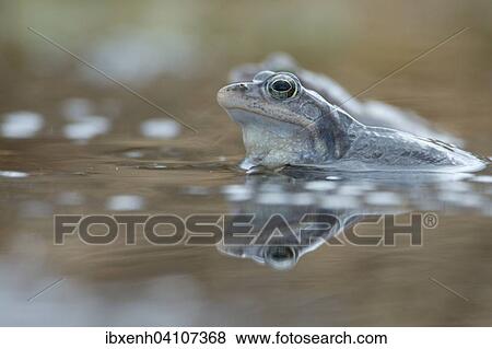 Moor frog (Rana arvalis), Emsland, Lower Saxony, Germany, Europe View Large Photo Image Stock Photo - Moor frog (Rana arvalis), Emsland, Lower Saxony, Germany, Europe. Fotosearch