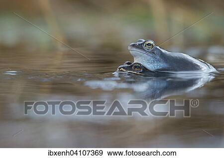 Moor frog (Rana arvalis), Emsland, Lower Saxony, Germany, Europe View Large Photo Image Stock Photo - Moor frog (Rana arvalis), Emsland, Lower Saxony, Germany, Europe. Fotosearch