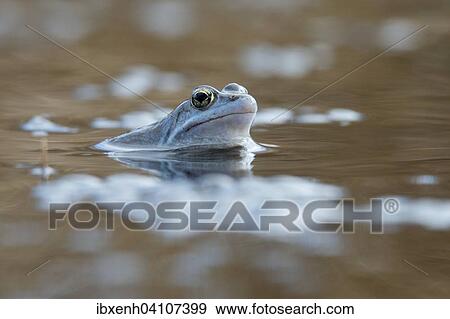 Stock Photo - Moor frog (Rana arvalis), Emsland, Lower Saxony, Germany, Europe. Fotosearch