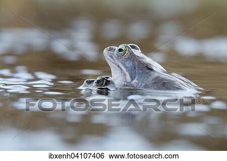 Moor frog (Rana arvalis), Emsland, Lower Saxony, Germany, Europe View Large Photo Image Stock Photograph - Moor frog (Rana arvalis), Emsland, Lower Saxony, Germany, Europe. Fotosearch