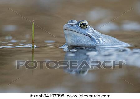 Moor frog (Rana arvalis), Emsland, Lower Saxony, Germany, Europe View Large Photo Image Stock Photography - Moor frog (Rana arvalis), Emsland, Lower Saxony, Germany, Europe. Fotosearch