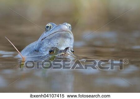 Stock Photography - Moor frog (Rana arvalis), Emsland, Lower Saxony, Germany, Europe. Fotosearch