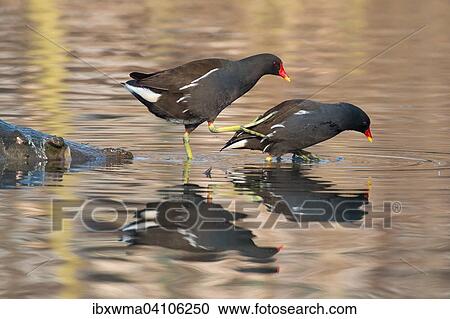 Moorhens (Gallinula chloropus) preparing to mate, Hesse, Germany, Europe View Large Photo Image Stock Image - Moorhens (Gallinula chloropus) preparing to mate, Hesse, Germany, Europe. Fotosearch