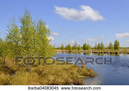 Moorlands, Goldenstedter Moor Nature Reserve, Lower Saxony, Germany, Europe View Large Photo Image Stock Photography - Moorlands, Goldenstedter Moor Nature Reserve, Lower Saxony, Germany, Europe. Fotosearch