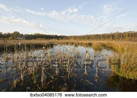 Moorlands in autumn with Bulrush (Typha latifolia), Grosses Moor Nature Reserve, Lower Saxony, Germany, Europe View Large Photo Image Stock Photograph - Moorlands in autumn with Bulrush (Typha latifolia), Grosses Moor Nature Reserve, Lower Saxony, Germany, Europe. Fotosearch