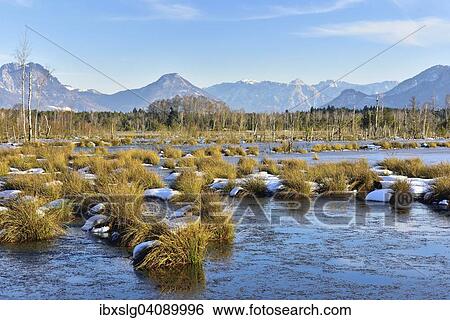 Moorlands in winter, bog covered with ice, Common Club-rushes or Bulrushes (Schoenoplectus lacustris), at the back the Bavarian Alps with the Inn Valley, Grundbeckenmoor near Raubling, Bavaria, Germany, Europe View Large Photo Image Stock Photograph - Moorlands in winter, bog covered with ice, Common Club-rushes or Bulrushes (Schoenoplectus lacustris), at the back the Bavarian Alps with the Inn Valley, Grundbeckenmoor near Raubling, Bavaria, Germany, Europe. Fotosearch