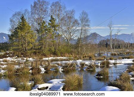 Moorlands in winter, silted up bog with Common Club-rushes or Bulrushes (Schoenoplectus lacustris), Pines (Pinus sylvestris) and Birch trees (Betula pubescens) on raised peat area, Grundbeckenmoor near Raubling, Bavaria, Germany, Europe View Large Photo Image Stock Image - Moorlands in winter, silted up bog with Common Club-rushes or Bulrushes (Schoenoplectus lacustris), Pines (Pinus sylvestris) and Birch trees (Betula pubescens) on raised peat area, Grundbeckenmoor near Raubling, Bavaria, Germany, Europe. Fotosearch