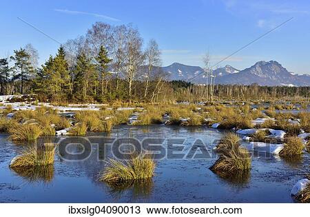 Moorlands in winter, silted up bog with Common Club-rushes or Bulrushes (Schoenoplectus lacustris), Pines (Pinus sylvestris) and Birch trees (Betula pubescens) on raised peat area, Grundbeckenmoor near Raubling, Bavaria, Germany, Europe View Large Photo Image Stock Image - Moorlands in winter, silted up bog with Common Club-rushes or Bulrushes (Schoenoplectus lacustris), Pines (Pinus sylvestris) and Birch trees (Betula pubescens) on raised peat area, Grundbeckenmoor near Raubling, Bavaria, Germany, Europe. Fotosearch