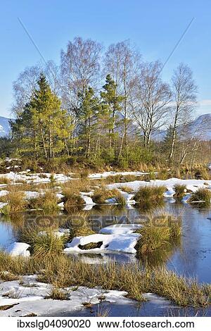 Moorlands in winter, silted up bog with Common Club-rushes or Bulrushes (Schoenoplectus lacustris), Pines (Pinus sylvestris) and Birch trees (Betula pubescens) on raised peat area, Grundbeckenmoor near Raubling, Bavaria, Germany, Europe View Large Photo Image Stock Image - Moorlands in winter, silted up bog with Common Club-rushes or Bulrushes (Schoenoplectus lacustris), Pines (Pinus sylvestris) and Birch trees (Betula pubescens) on raised peat area, Grundbeckenmoor near Raubling, Bavaria, Germany, Europe. Fotosearch