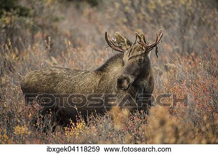 Moose (Alces alces), antlers with velvet, Denali National Park, Alaska, USA View Large Photo Image Stock Photo - Moose (Alces alces), antlers with velvet, Denali National Park, Alaska, USA. Fotosearch
