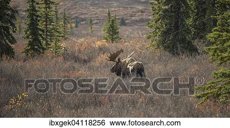 Stock Photograph - Moose (Alces alces), Denali National Park, Alaska, USA. Fotosearch