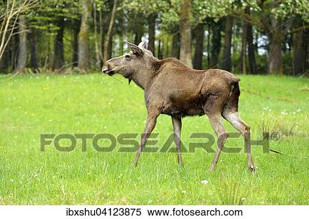 Stock Photography - Moose or elk (Alces alces) in fresh grass, captive, Canton of Zurich, Switzerland, Europe. Fotosearch