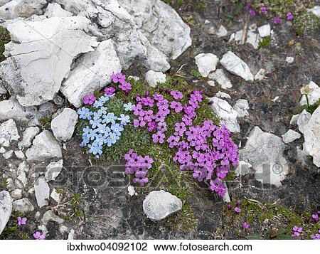 Stock Image - Moss campion (Silene acaulis) and blue Arctic alpine forget-me-not (Eritrichium nanum), Dolomites, Trentino-Alto Adige, Italy, Europe. Fotosearch