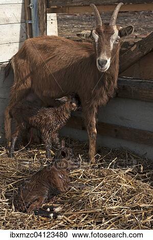 Stock Image - Mother goat with two newborn goatlings in the stable, Othenstorf, Mecklenburg-Western Pomerania, Germany, Europe. Fotosearch