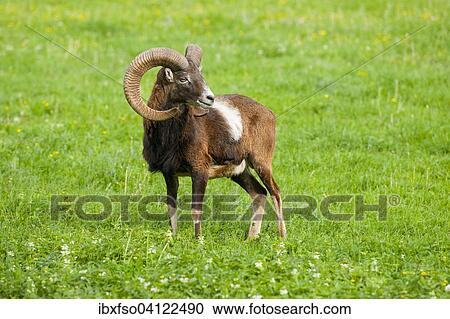 Mouflon (Ovis ammon musimon), ram, captive, Bavaria, Germany, Europe View Large Photo Image Stock Image - Mouflon (Ovis ammon musimon), ram, captive, Bavaria, Germany, Europe. Fotosearch