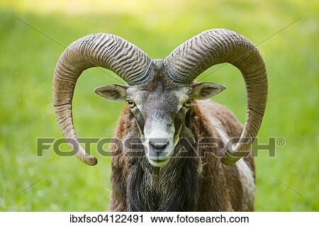 Mouflon (Ovis ammon musimon), ram, captive, Bavaria, Germany, Europe View Large Photo Image Stock Image - Mouflon (Ovis ammon musimon), ram, captive, Bavaria, Germany, Europe. Fotosearch