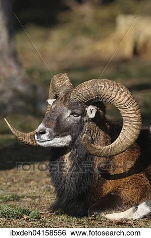 Mouflon ram (Ovis ammon musimon), captive, Bavaria, Germany, Europe View Large Photo Image Stock Photograph - Mouflon ram (Ovis ammon musimon), captive, Bavaria, Germany, Europe. Fotosearch