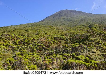 Mount Pico, Highlands Region, island of Pico, Azores, Portugal, Europe View Large Photo Image Stock Image - Mount Pico, Highlands Region, island of Pico, Azores, Portugal, Europe. Fotosearch
