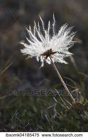 Mountain Avens (Dryas octopetala), seed head, Kejser Franz Joseph Fjord, Northeast Greenland National Park, Greenland, North America View Large Photo Image Stock Photography - Mountain Avens (Dryas octopetala), seed head, Kejser Franz Joseph Fjord, Northeast Greenland National Park, Greenland, North America. Fotosearch