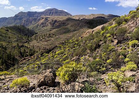 Mountain landscape with flora in Soria, Gran Canaria, Canary Islands, Spain, Europe View Large Photo Image Picture - Mountain landscape with flora in Soria, Gran Canaria, Canary Islands, Spain, Europe. Fotosearch