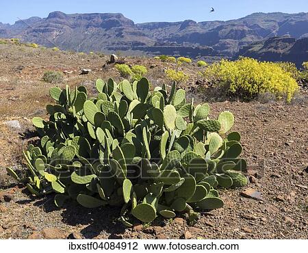 Mountain landscape with Prickly Pear Cactus (Opuntia), Gran Canaria, Canary Islands, Spain, Europe View Large Photo Image Stock Image - Mountain landscape with Prickly Pear Cactus (Opuntia), Gran Canaria, Canary Islands, Spain, Europe. Fotosearch
