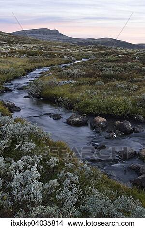 Mountain stream in the fjell landscape in autumn, Ringebufjellet, Norway, Europe View Large Photo Image Picture - Mountain stream in the fjell landscape in autumn, Ringebufjellet, Norway, Europe. Fotosearch