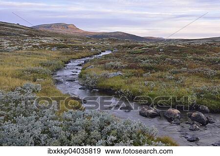 Mountain stream in the fjell landscape in autumn, Ringebufjellet, Norway, Europe View Large Photo Image Stock Photo - Mountain stream in the fjell landscape in autumn, Ringebufjellet, Norway, Europe. Fotosearch