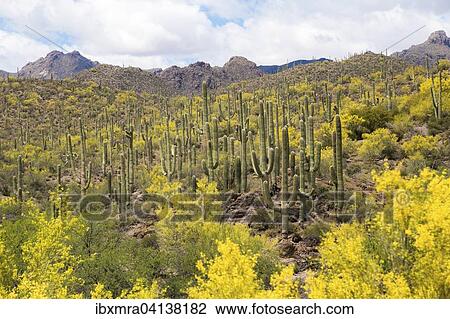 Stock Image - Mountainous landscape with Saguaro cactuses (Carnegiea gigantea), Sonoran Desert, Tucson, Arizona, USA. Fotosearch