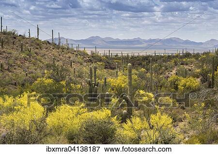 Stock Photo - Mountainous landscape with Saguaro cactuses (Carnegiea gigantea), desert plain and mountains behind, Sonoran desert, Tucson, Arizona, USA. Fotosearch