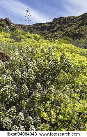 Mountainside with typical flowering shrubs, near Santa Lucia, Grand Canary, Canary Islands, Spain, Europe View Large Photo Image Stock Image - Mountainside with typical flowering shrubs, near Santa Lucia, Grand Canary, Canary Islands, Spain, Europe. Fotosearch