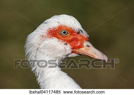 Muscovy duck (Cairina moschata), Namibia, Africa View Large Photo Image Stock Photography - Muscovy duck (Cairina moschata), Namibia, Africa. Fotosearch