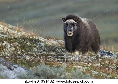 Musk ox (Ovibos moschatus), calf in the Fjell, Dovrefjell-Sunndalsfjella National Park, Norway, Europe View Large Photo Image Stock Image - Musk ox (Ovibos moschatus), calf in the Fjell, Dovrefjell-Sunndalsfjella National Park, Norway, Europe. Fotosearch