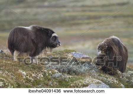 Stock Photograph - Musk ox (Ovibos moschatus), cow with calf in the Fjell, Dovrefjell-Sunndalsfjella National Park, Norway, Europe. Fotosearch