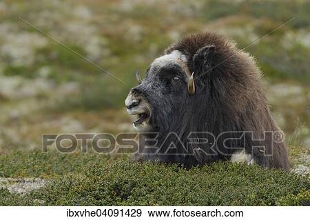Stock Photo - Musk ox (Ovibos moschatus), lying cow, Dovrefjell-Sunndalsfjella National Park, Norway, Europe. Fotosearch