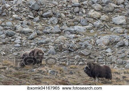 Muskox or musk ox (Ovibos moschatus), Emperor Franz Joseph Fjord, Northeast Greenland National Park, Greenland, North America View Large Photo Image Stock Photography - Muskox or musk ox (Ovibos moschatus), Emperor Franz Joseph Fjord, Northeast Greenland National Park, Greenland, North America. Fotosearch