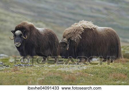 Stock Image - Muskox (Ovibos moschatus) bull checking a female for fertility, Dovrefjell-Sunndalsfjella National Park, Norway, Europe. Fotosearch