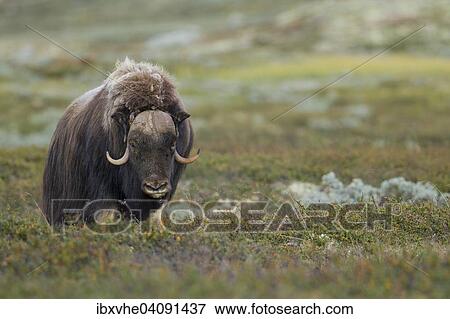 Muskox (Ovibos moschatus), bull on the fjell, Dovrefjell-Sunndalsfjella National Park, Norway, Europe View Large Photo Image Stock Photo - Muskox (Ovibos moschatus), bull on the fjell, Dovrefjell-Sunndalsfjella National Park, Norway, Europe. Fotosearch