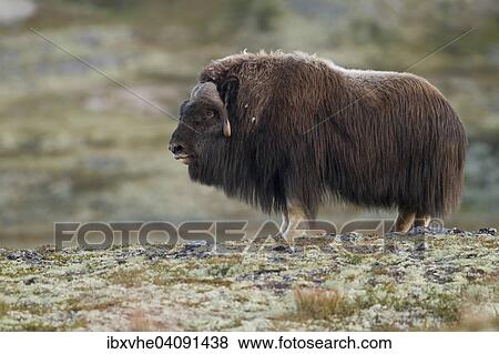 Stock Photo - Muskox (Ovibos moschatus), bull on the fjell, Dovrefjell-Sunndalsfjella National Park, Norway, Europe. Fotosearch