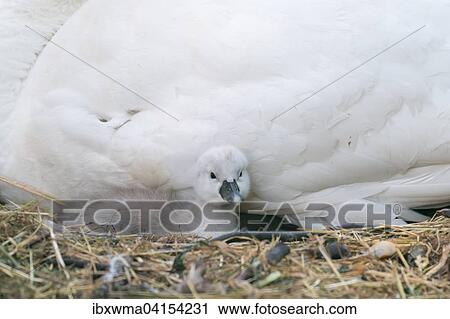 Mute Swan chicks (Cygnus olor) in the nest, Hesse, Germany, Europe View Large Photo Image Stock Image - Mute Swan chicks (Cygnus olor) in the nest, Hesse, Germany, Europe. Fotosearch