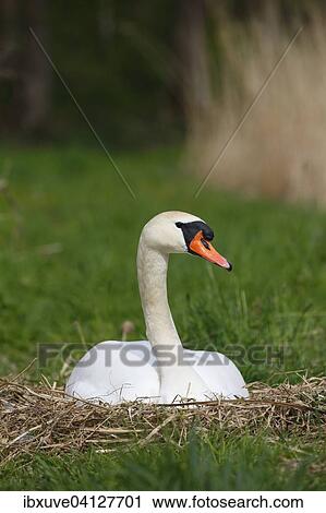 Mute Swan (Cygnus olor) brooding on nest, Schleswig-Holstein, Germany, Europe View Large Photo Image Stock Image - Mute Swan (Cygnus olor) brooding on nest, Schleswig-Holstein, Germany, Europe. Fotosearch