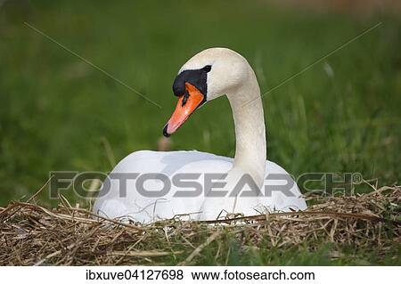 Mute Swan (Cygnus olor) brooding on nest, Schleswig-Holstein, Germany, Europe View Large Photo Image Stock Photo - Mute Swan (Cygnus olor) brooding on nest, Schleswig-Holstein, Germany, Europe. Fotosearch