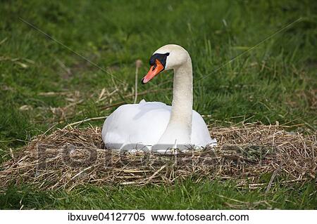 Stock Photography - Mute Swan (Cygnus olor) brooding on nest, Schleswig-Holstein, Germany, Europe. Fotosearch