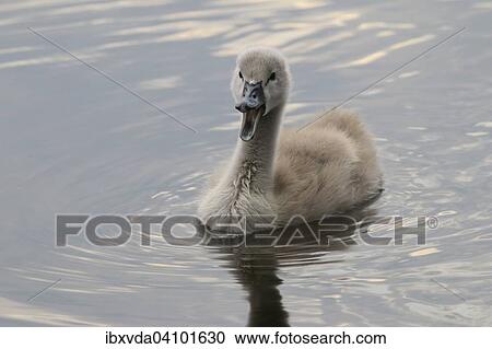 Mute Swan (Cygnus olor), cygnet, Sauerland, North Rhine-Westphalia, Germany, Europe View Large Photo Image Stock Image - Mute Swan (Cygnus olor), cygnet, Sauerland, North Rhine-Westphalia, Germany, Europe. Fotosearch