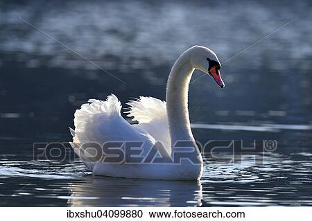 Mute Swan (Cygnus olor), Lake Zug, Canton of Zug, Switzerland, Europe View Large Photo Image Stock Image - Mute Swan (Cygnus olor), Lake Zug, Canton of Zug, Switzerland, Europe. Fotosearch