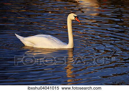 Stock Photography - Mute Swan (Cygnus olor), Lake Zug, Canton of Zug, Switzerland, Europe. Fotosearch