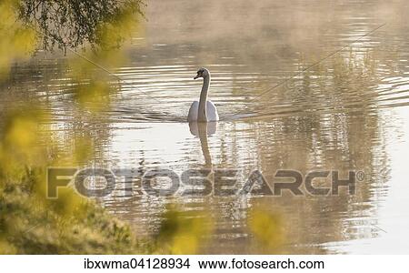Mute swan (Cygnus olor), morning mist, Hesse, Germany, Europe View Large Photo Image Picture - Mute swan (Cygnus olor), morning mist, Hesse, Germany, Europe. Fotosearch