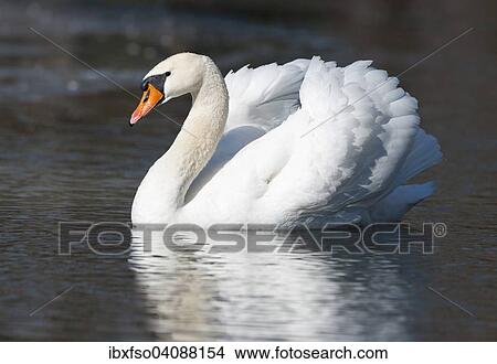 Mute Swan (Cygnus olor) on a pond, Thuringia, Germany, Europe View Large Photo Image Picture - Mute Swan (Cygnus olor) on a pond, Thuringia, Germany, Europe. Fotosearch