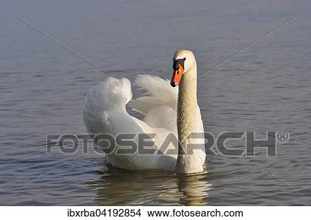 Mute Swan (Cygnus olor) on Lake Constance, Baden-Wurttemberg, Germany, Europe View Large Photo Image Picture - Mute Swan (Cygnus olor) on Lake Constance, Baden-Wurttemberg, Germany, Europe. Fotosearch