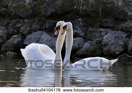 Stock Photo - Mute swan (Cygnus olor) pair, courtship, Zug, Canton of Zug, Switzerland, Europe. Fotosearch